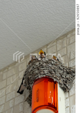 ツバメの巣 ツバメの巣 92650897