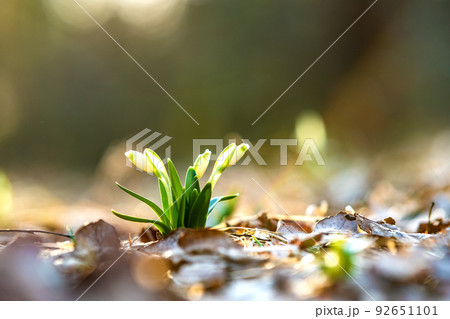 Close up view of small fresh snowdrops flowers growing among dry leaves in forest. First spring plants in woods. Close up view of small fresh snowdrops flowers growing among dry leaves in forest. First spring plants in woods. 92651101