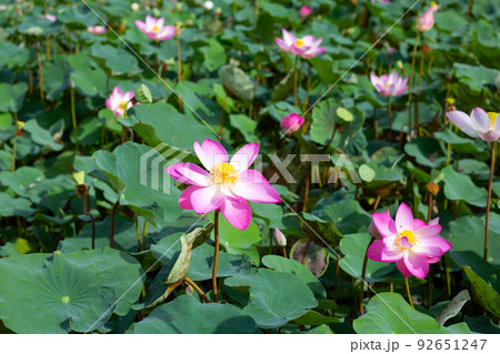 Beautiful blooming pink lotus flower with leaves, Waterlily pond Beautiful blooming pink lotus flower with leaves, Waterlily pond 92651247