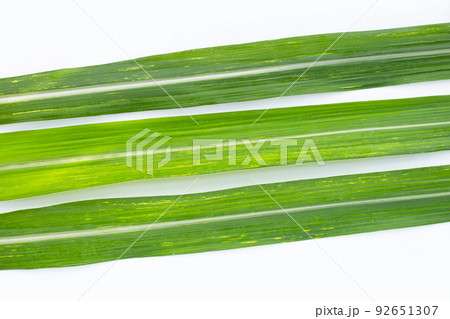 Sugar cane leaves on white background. Sugar cane leaves on white background. 92651307