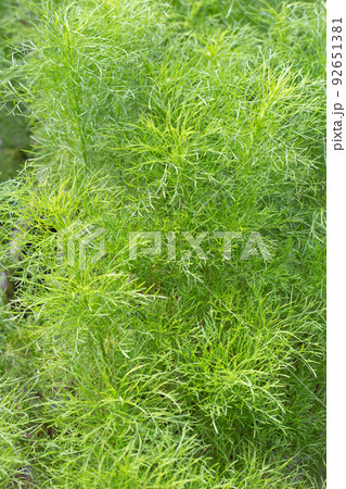 Dog fennel (Eupatorium capillifolium) in the garden Dog fennel (Eupatorium capillifolium) in the garden 92651381