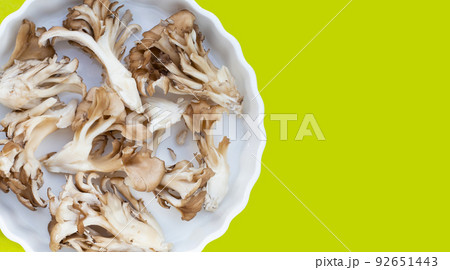 Maitake (Grifola frondose) mushroom on green background Maitake (Grifola frondose) mushroom on green background 92651443