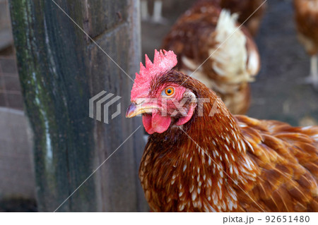 Hens in the chicken farm. Organic poultry house. 92651480