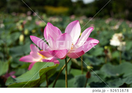 Beautiful blooming pink lotus flower with leaves, Waterlily pond Beautiful blooming pink lotus flower with leaves, Waterlily pond 92651678