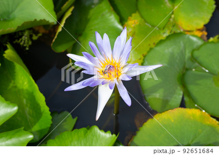 Beautiful blooming lotus flower with leaves, Waterlily pond 92651684