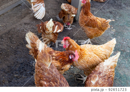 Hens in the chicken farm. Organic poultry house. 92651723
