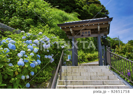【鎌倉市】紫陽花が咲く成就院 92651758