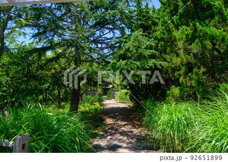 ローザンベリー多和田 夏の散歩道 ローザンベリー多和田 夏の散歩道 92651899