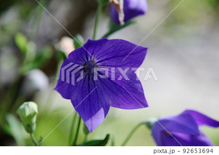 キキョウ 92653694