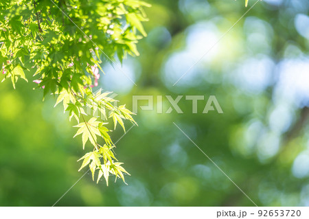 三重県四日市市　新緑が美しい宮妻峡の青もみじ 92653720