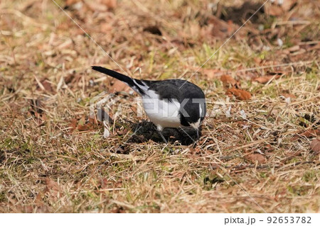 餌を求めて歩き回るセキレイ 92653782