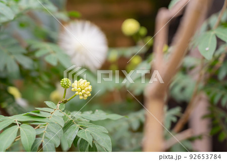 滋賀県草津市 水生植物公園みずの森の温室ロータス館の丸いパフのような花の咲くカリアンドラ 滋賀県草津市 水生植物公園みずの森の温室ロータス館の丸いパフのような花の咲くカリアンドラ 92653784