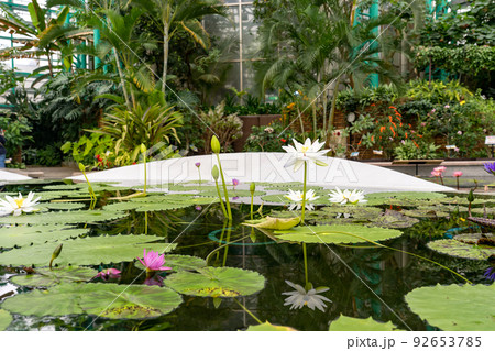 滋賀県草津市 水生植物公園みずの森の温室ロータス館の池に浮かぶ水蓮の花 滋賀県草津市 水生植物公園みずの森の温室ロータス館の池に浮かぶ水蓮の花 92653785