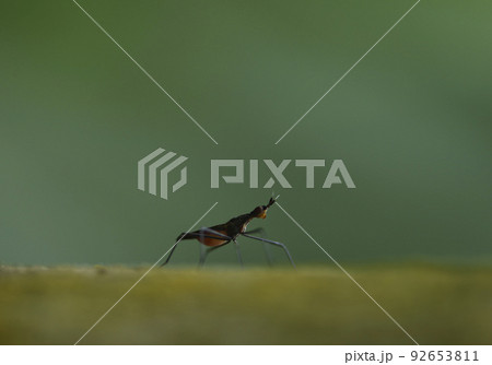 バグ 昆虫 苦悩 92653811