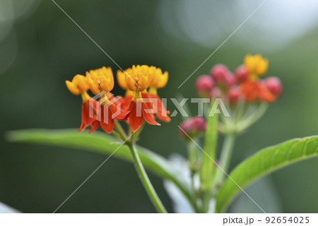 ブルーミング 開花 咲く 92654025
