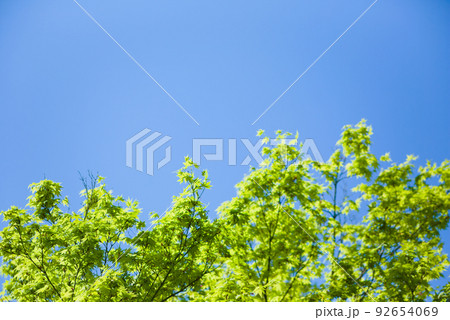 もみじの若葉と青空 もみじの若葉と青空 92654069