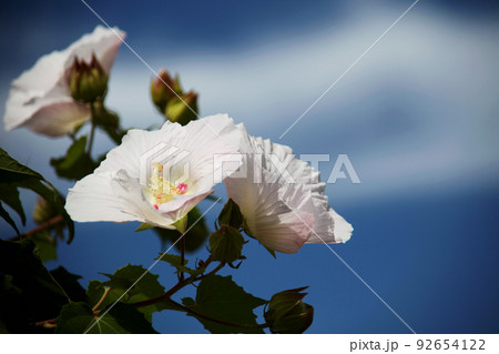 フヨウの花 92654122