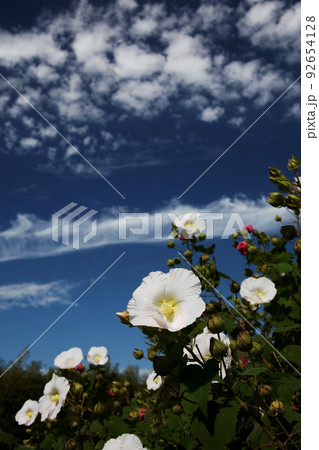 フヨウの花 92654128