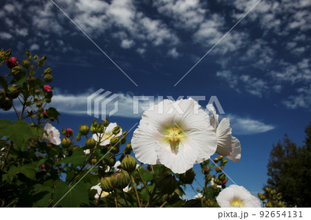 フヨウの花 92654131