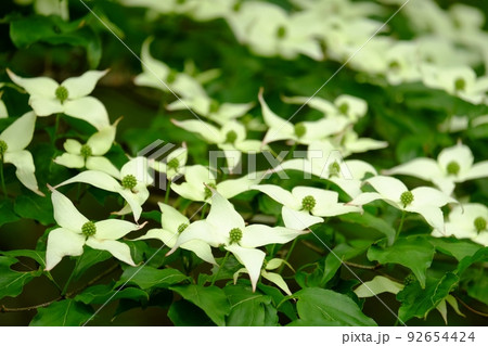 ヤマボウシの花咲く　【相模原市津久井　5月】 92654424