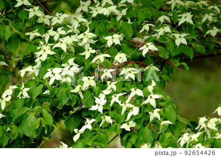 ヤマボウシの花咲く 【相模原市津久井 5月】 ヤマボウシの花咲く 【相模原市津久井 5月】 92654426