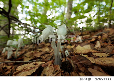 ブナの林の中のギンリュウソウ(青森県十和田湖) ブナの林の中のギンリュウソウ(青森県十和田湖) 92654433
