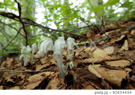 ブナの林の中のギンリュウソウ(青森県十和田湖) ブナの林の中のギンリュウソウ(青森県十和田湖) 92654434
