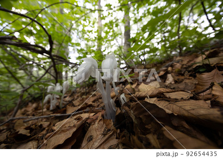 ブナの林の中のギンリュウソウ(青森県十和田湖) ブナの林の中のギンリュウソウ(青森県十和田湖) 92654435