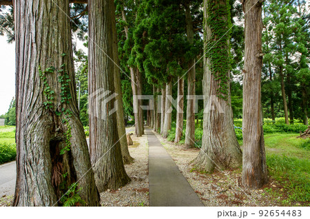 唐松神社杉並木 秋田県大仙市 唐松神社杉並木 秋田県大仙市 92654483
