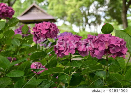 芦刈園あじさい 芦刈園あじさい 92654506