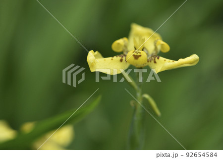 花 フラワー お花 92654584