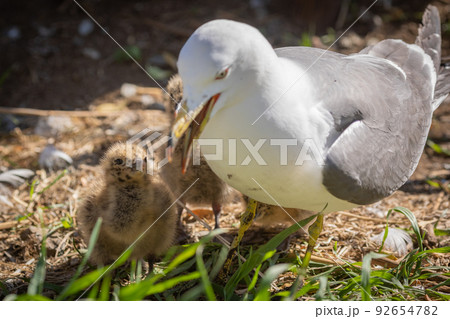 ウミネコの親とヒナ（青森県八戸市） 92654782