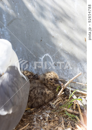ウミネコの親とヒナ(青森県八戸市) ウミネコの親とヒナ(青森県八戸市) 92654788