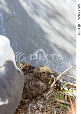 ウミネコの親とヒナ（青森県八戸市） 92654789