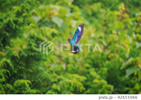 飛翔する森の宝石ブッポウソウ 92655066