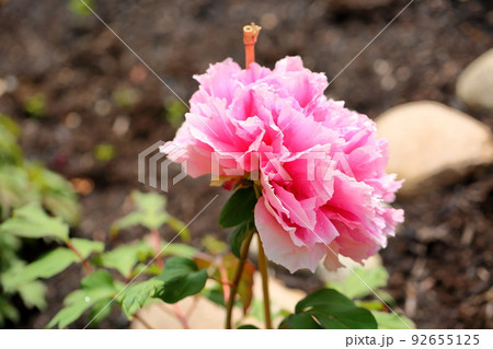ボタンの花 92655125