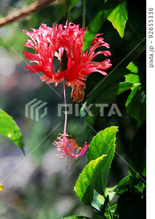 フウリンブッソウゲ 92655336