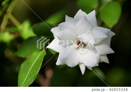 クチナシの花 クチナシの花 92655338