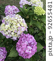 梅雨の紫陽花 92655481