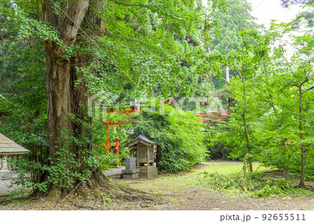 イチョウの巨樹　唐松神社　秋田県 92655511