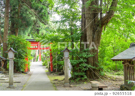 イチョウの巨樹 唐松神社 秋田県 イチョウの巨樹 唐松神社 秋田県 92655518