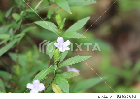 薄ピンクの花びらのイセハナビの花と緑の葉のある風景 92655663