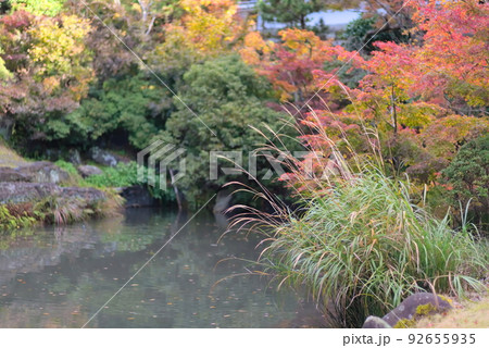 池を囲う色とりどりのカエデとススキ 池を囲う色とりどりのカエデとススキ 92655935