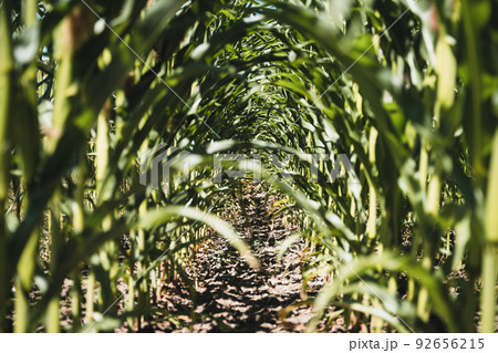 Cornfield of a farm in Switzerland Europe Cornfield of a farm in Switzerland Europe 92656215