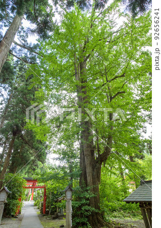 イチョウの巨樹　唐松神社　秋田県 92656241