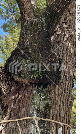 カブトムシのキャラクターのようなモノが宿る御神木 92656825