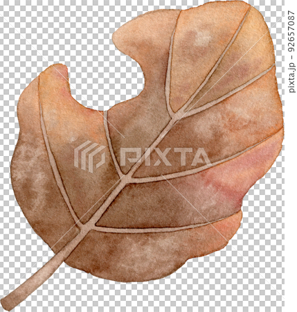 Illustration of dead leaves Illustration of dead leaves 92657087