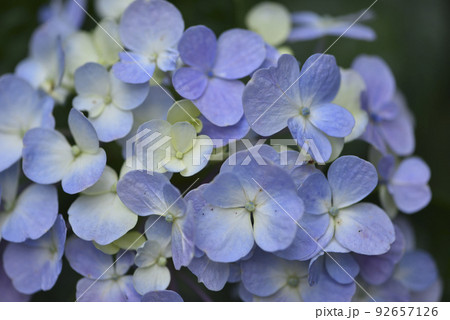 紫陽花 アジサイ あじさい 92657126