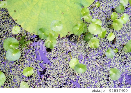 ハス池に浮かぶ大中小の葉 ハス池に浮かぶ大中小の葉 92657400