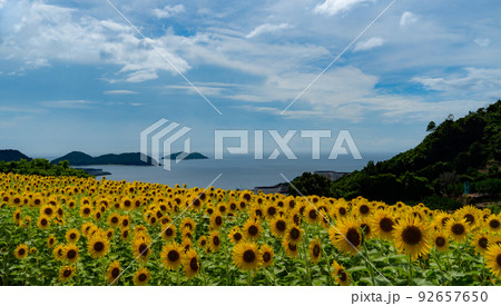 満開のひまわり畑と紀伊水道　和歌山県海南市下津町 92657650